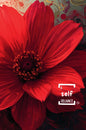 Book Cover Variant Thumbnail